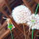 Plumerillos, Óleo sobre lienzo en fibra, 21x30cm	